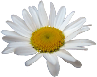 cropped-margriet.png